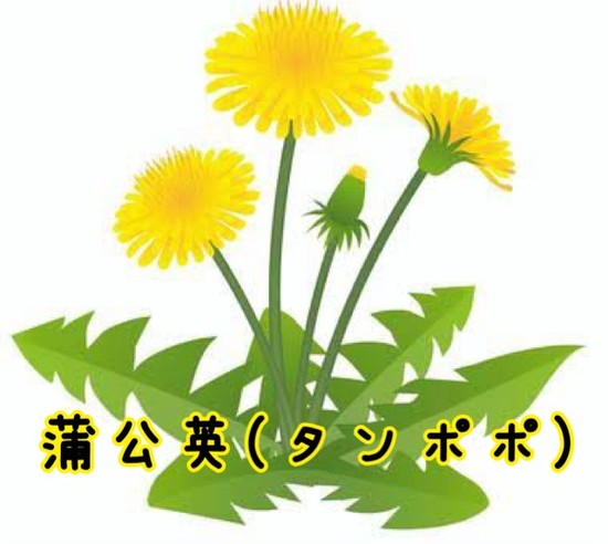 春の花