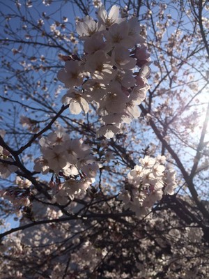 桜だより・四片