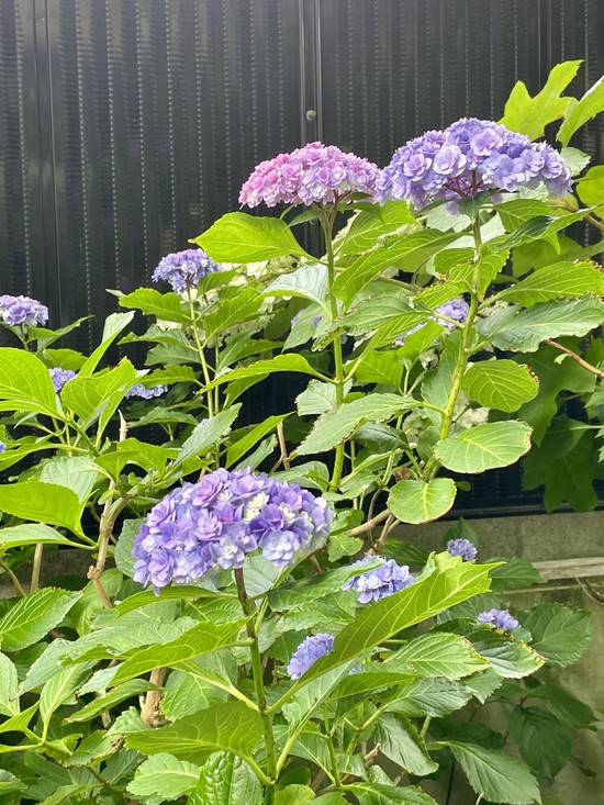 梅雨の季節に綺麗に咲く花
