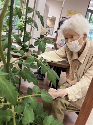 ミニトマトの管理