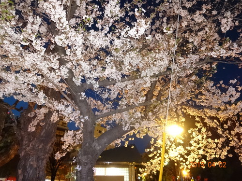 夜桜
