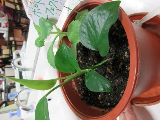 大きくなりました！