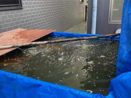 池の掃除をしました！