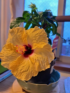 涼しい室内で常夏気分