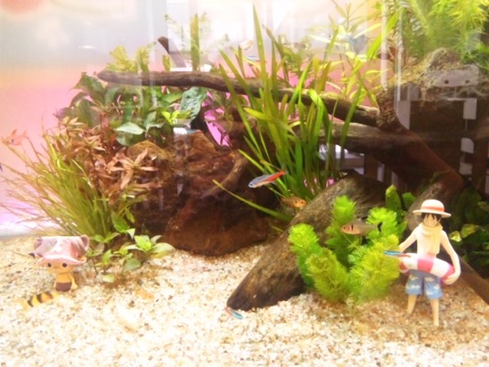 水槽の模様替え！