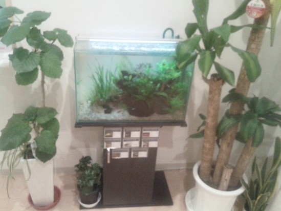 癒しの空間作り②