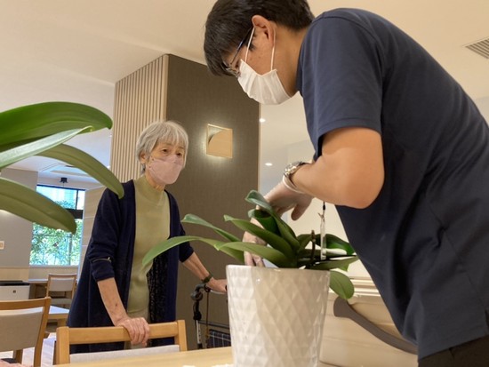 胡蝶蘭の植替え