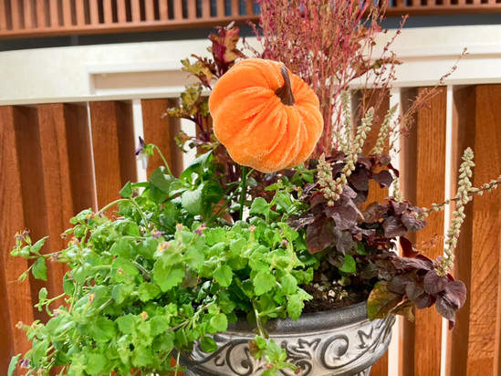 かぼちゃがかわいいお花！