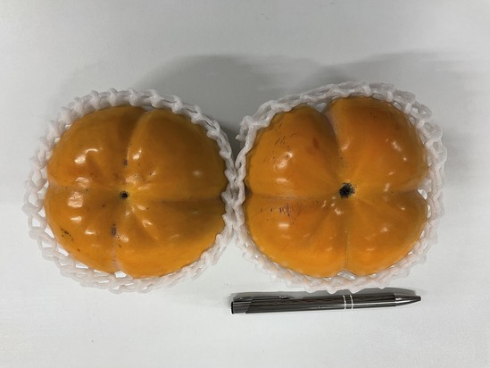 初めて見ました！