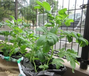 園芸療法実習～～