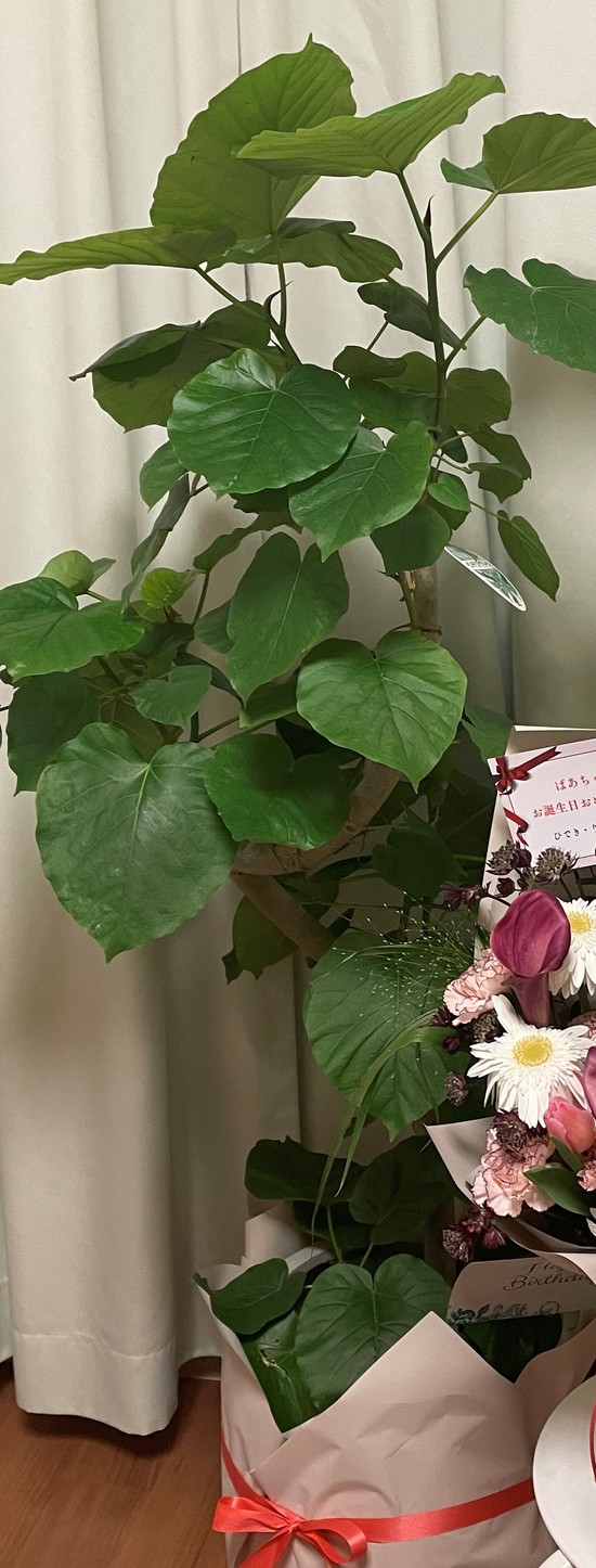 心のこもった贈り物☀