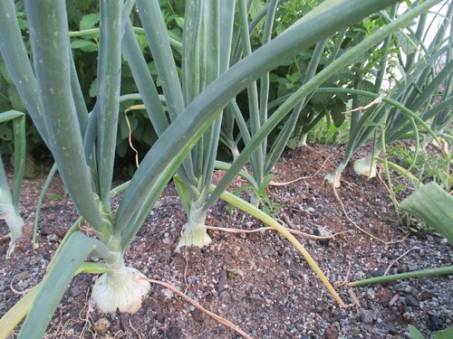 たまねぎ収穫！