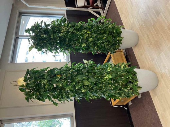 観葉植物のススメ♬(再投稿）