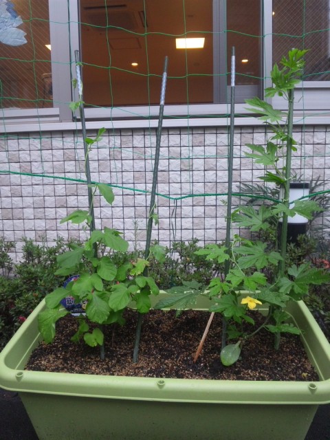 グリーンカーテン♪