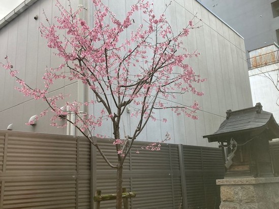 桜が咲きました