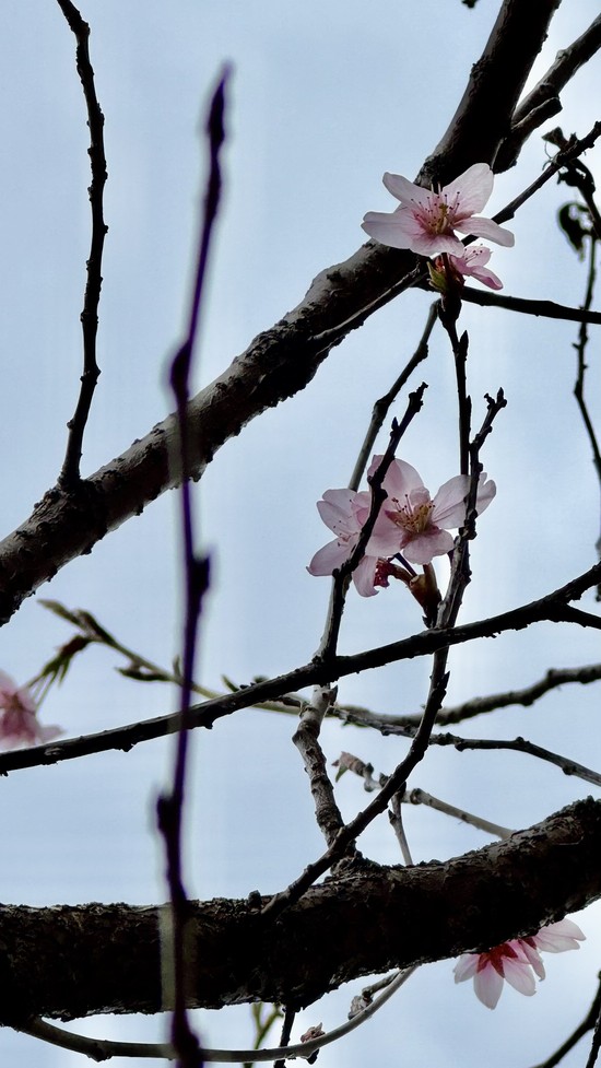 2025年春　～吉島通りのさくら～