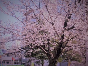 アルファリビング岡山西川緑道公園開花宣言★