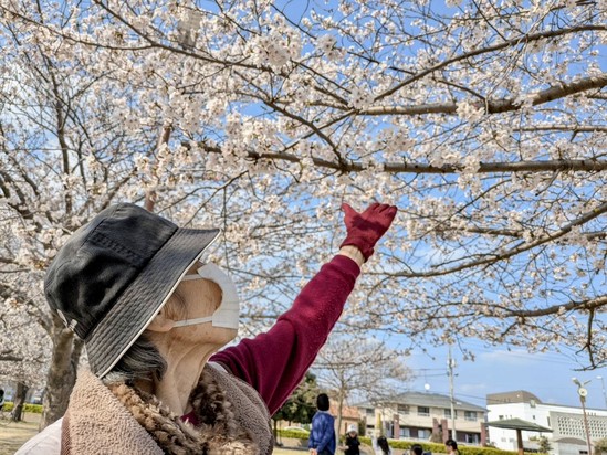 お花見③