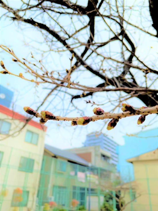 お花見　～その①～