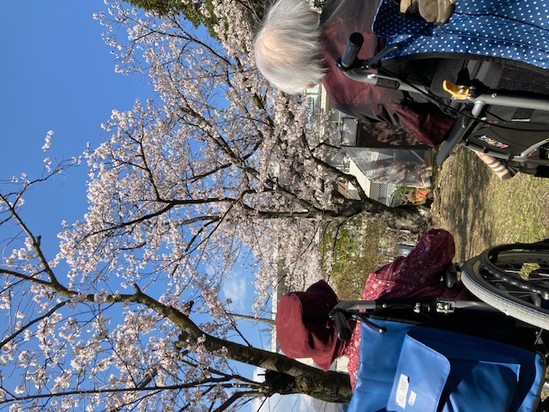 さくらさくら♪♪