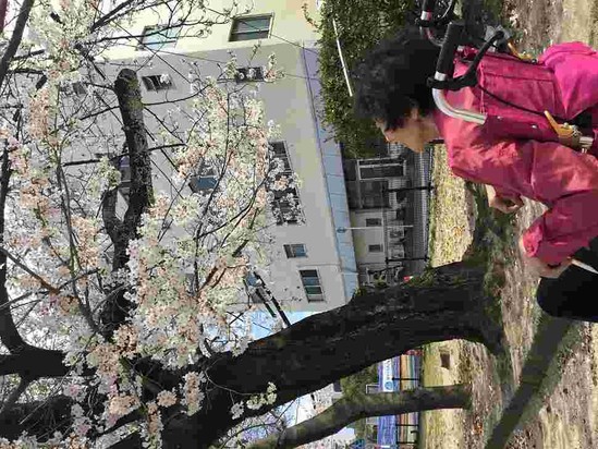 ある日のお花見②　