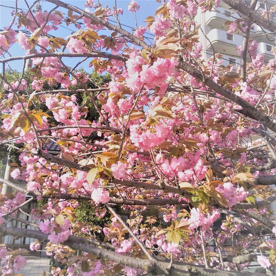 次の見頃は…？