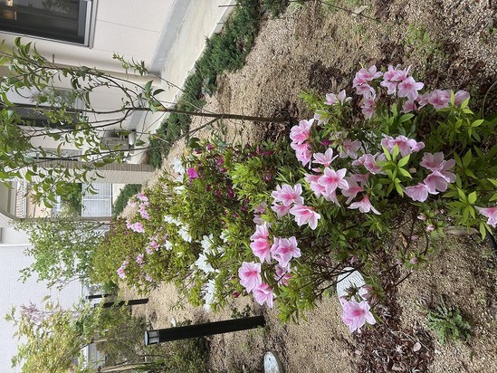 庭の風景('◇')ゞ