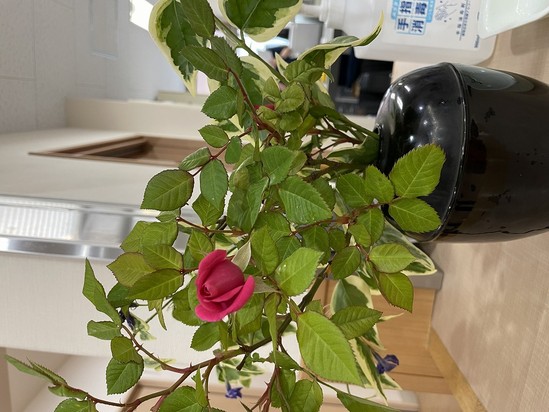 ガーデンローズ