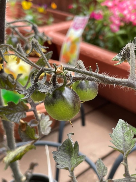 【アルファリビング広島段原】紫色のトマト？(@_@)？