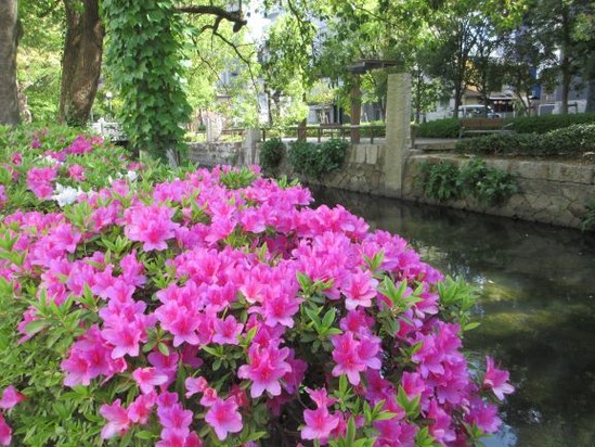 ツツジが見頃です　