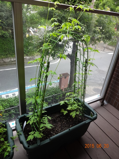 ガーデニング　Part3