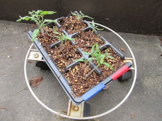 芽が出ました♬