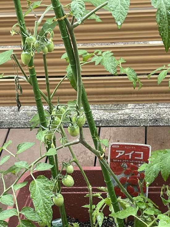 【アルファリビング広島段原】段原ガーデン2025春⑥