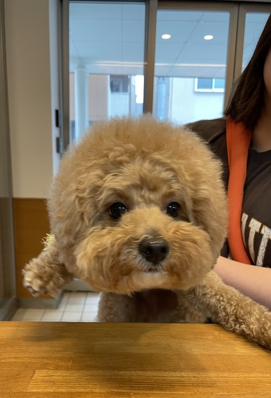 【アルファリビング広島段原】スタッフのワンちゃん