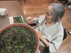 野菜の生育確認