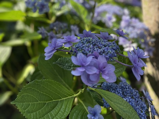 紫陽花の季節がやってきました♪