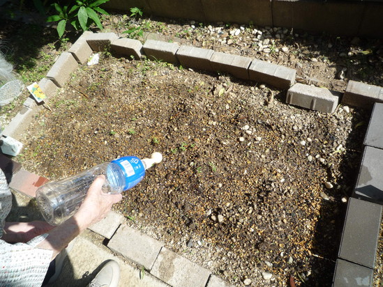 花壇に芽が出ました‼