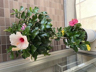 7月のお花
