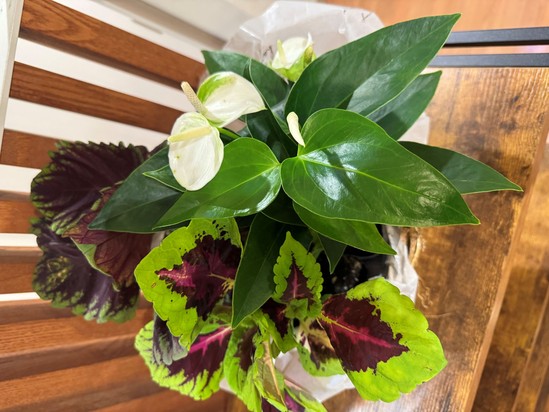 お花とお出迎え♡