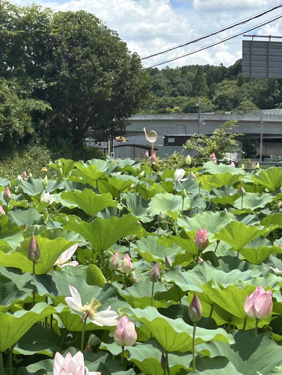 蓮の花見つけました(^^)