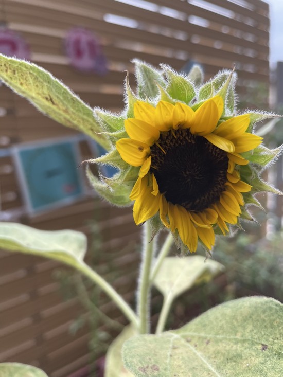 【アルファリビング広島段原】段原ガーデン　今年最後のトマトは・・・