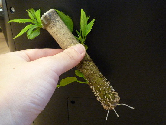 にょろにょろ～