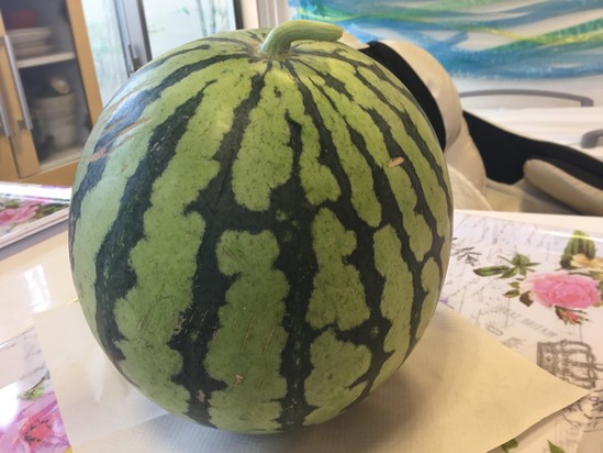 スイカを収穫しました！