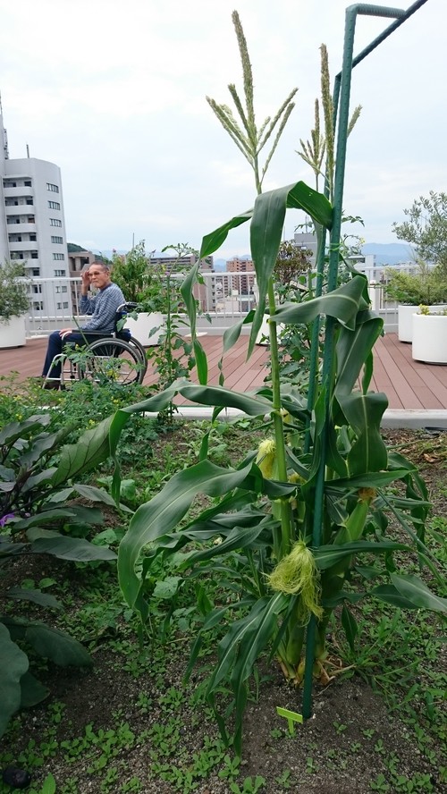 とうもろこし収穫♪