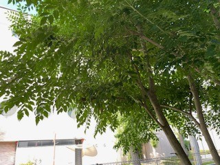 ～ベランダ清掃～