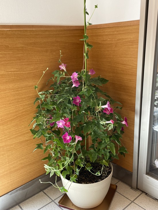 【アルファリビング広島段原】段原ガーデンの仲間入り？