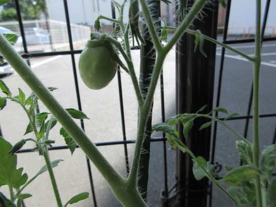 ミニトマトの生育状況　