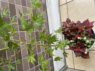 9月のお花