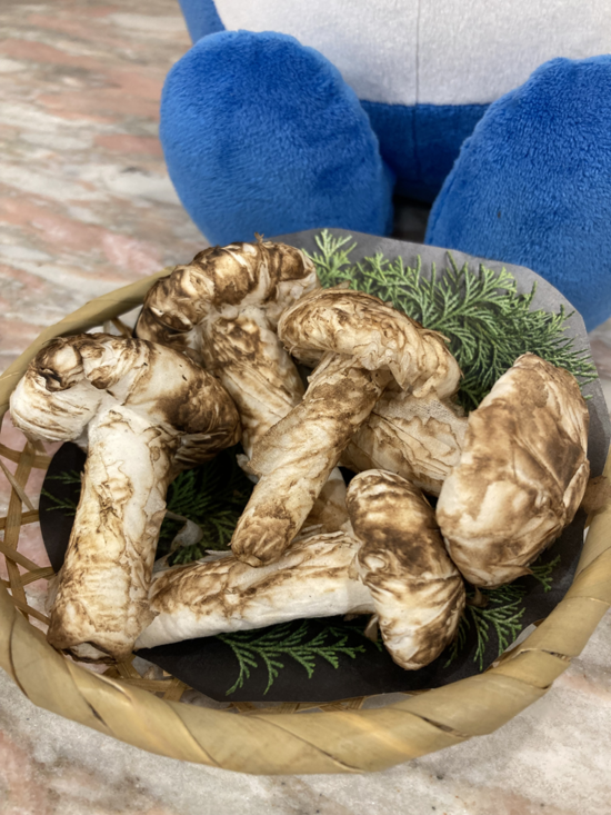 松茸？を頂きました。