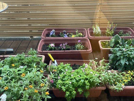 【アルファリビング広島段原】秋の段原ガーデン　